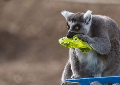 photographs of a lemur playing freely with the blurred color background