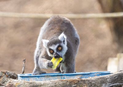 photographs of a lemur playing freely with the blurred color background