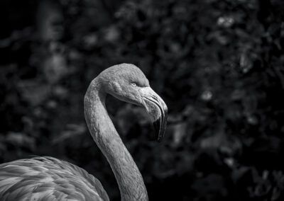 flamenco, ave, blanco y negro, fauna, cuello largo, pico curvo, retrato animal, naturaleza, elegancia, plumaje, fondo oscuro, vida salvaje, zoológico, perfil, fotografía artística.