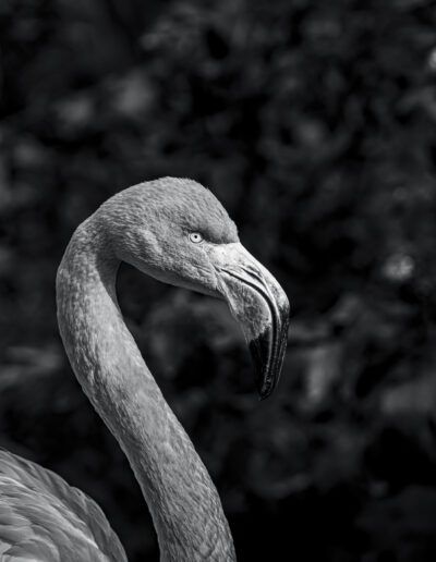 flamenco, ave, blanco y negro, fauna, cuello largo, pico curvo, retrato animal, naturaleza, elegancia, plumaje, fondo oscuro, vida salvaje, zoológico, perfil, fotografía artística.