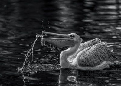 pelícano, ave acuática, agua, salpicadura, blanco y negro, movimiento, pico, fauna, acción, reflejo, naturaleza, instante decisivo, vida salvaje, lago, fotografía animal.