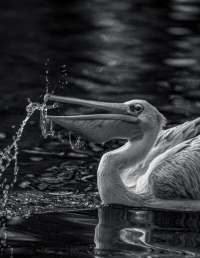 pelícano, ave acuática, agua, salpicadura, blanco y negro, movimiento, pico, fauna, acción, reflejo, naturaleza, instante decisivo, vida salvaje, lago, fotografía animal.