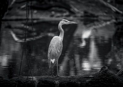garza, ave, tronco, agua, blanco y negro, fauna, humedal, reflejos, naturaleza, quietud, vigilancia, pico largo, vida salvaje, paisaje acuático, fotografía animal.