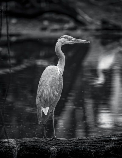 garza, ave, tronco, agua, blanco y negro, fauna, humedal, reflejos, naturaleza, quietud, vigilancia, pico largo, vida salvaje, paisaje acuático, fotografía animal.