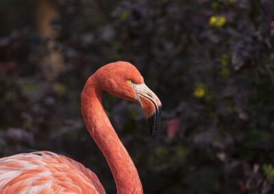 photographs of flamingos by the water in the middle of nature
