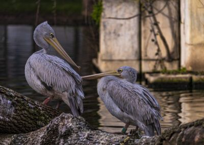 photographs of a pelican next to the water in nature