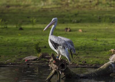 photographs of a pelican next to the water in nature