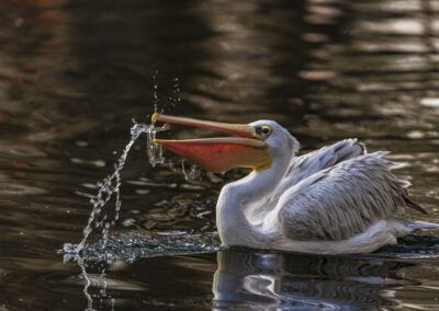 photographs of a pelican next to the water in nature