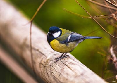 photographs of a great tit in nature