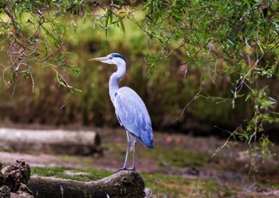photographs of gray herons next to the water in nature