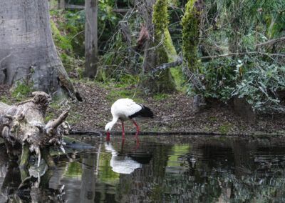 image of a stork next to a lake in nature