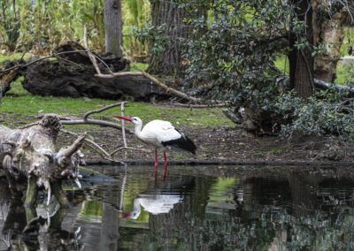 image of a stork next to a lake in nature