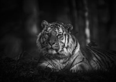 tigre, felino, blanco y negro, retrato animal, mirada, fauna salvaje, rayas, depredador, naturaleza, fuerza, zoológico, fondo oscuro, mamífero, dramatismo, vida salvaje.