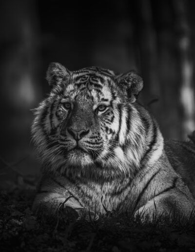 tigre, felino, blanco y negro, retrato animal, mirada, fauna salvaje, rayas, depredador, naturaleza, fuerza, zoológico, fondo oscuro, mamífero, dramatismo, vida salvaje.