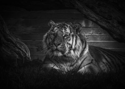 tigre, árboles, blanco y negro, fauna salvaje, descanso, felino, naturaleza, bosque, ramas, rayas, depredador, zoológico, encuadre natural, sombra, retrato animal.