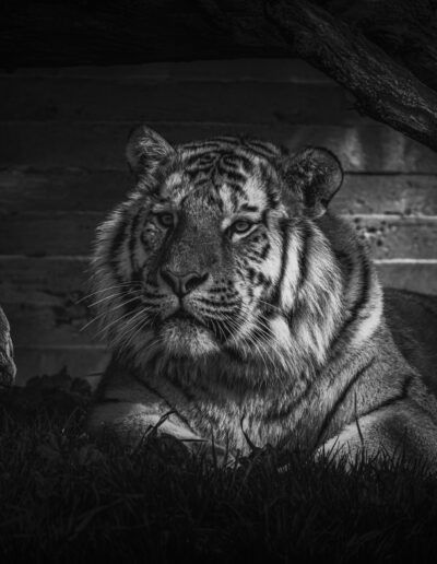 tigre, árboles, blanco y negro, fauna salvaje, descanso, felino, naturaleza, bosque, ramas, rayas, depredador, zoológico, encuadre natural, sombra, retrato animal.
