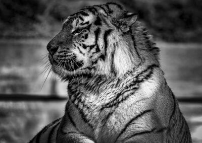 tigre, perfil, blanco y negro, felino, retrato animal, pelaje, rayas, fuerza, majestuosidad, depredador, fauna salvaje, primer plano, naturaleza, zoológico, contraste.