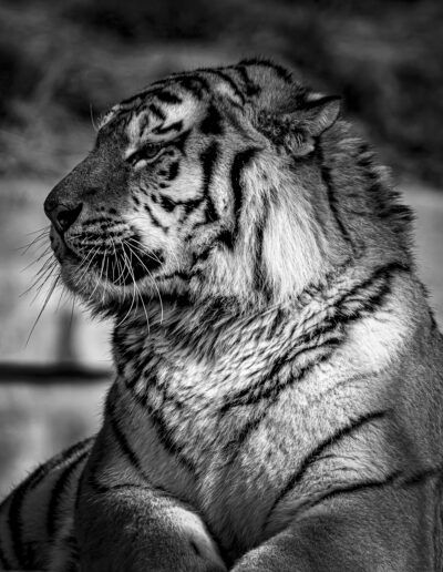 tigre, perfil, blanco y negro, felino, retrato animal, pelaje, rayas, fuerza, majestuosidad, depredador, fauna salvaje, primer plano, naturaleza, zoológico, contraste.