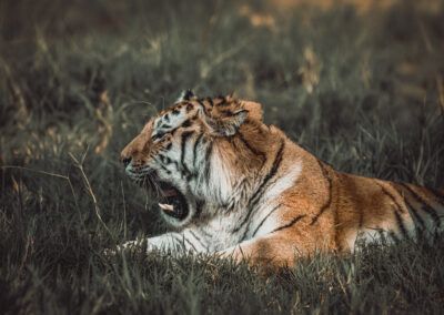 photographs of a tiger in the wild looking distracted and vigilant at the same time