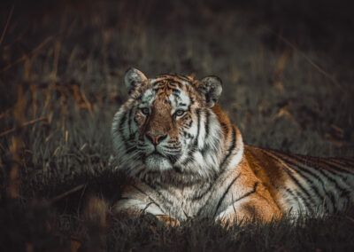 photographs of a tiger in the wild looking distracted and vigilant at the same time