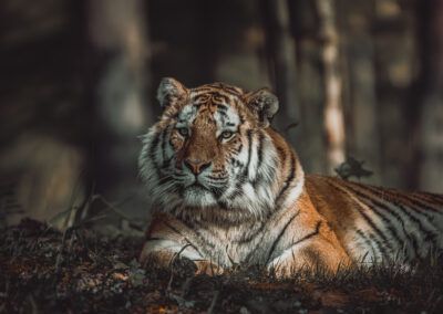 photographs of a tiger in the wild looking distracted and vigilant at the same time