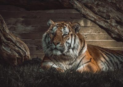 photographs of a tiger in the wild looking distracted and vigilant at the same time