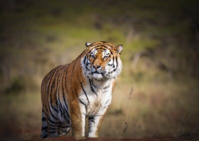photographs of a tiger in the wild looking distracted and vigilant at the same time
