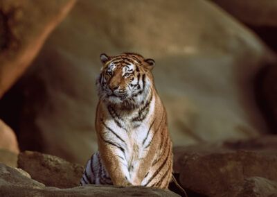photographs of a tiger in the wild looking distracted and vigilant at the same time