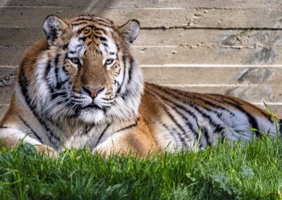 photographs of a tiger in the wild looking distracted and vigilant at the same time