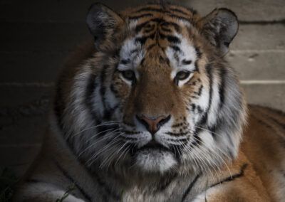 photographs of a tiger in the wild looking distracted and vigilant at the same time