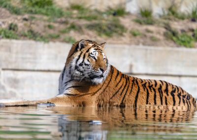 photographs of a tiger in the wild looking distracted and vigilant at the same time